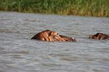 Ethiopia - Lago Chamo - Ippopotami - Hippos - 13